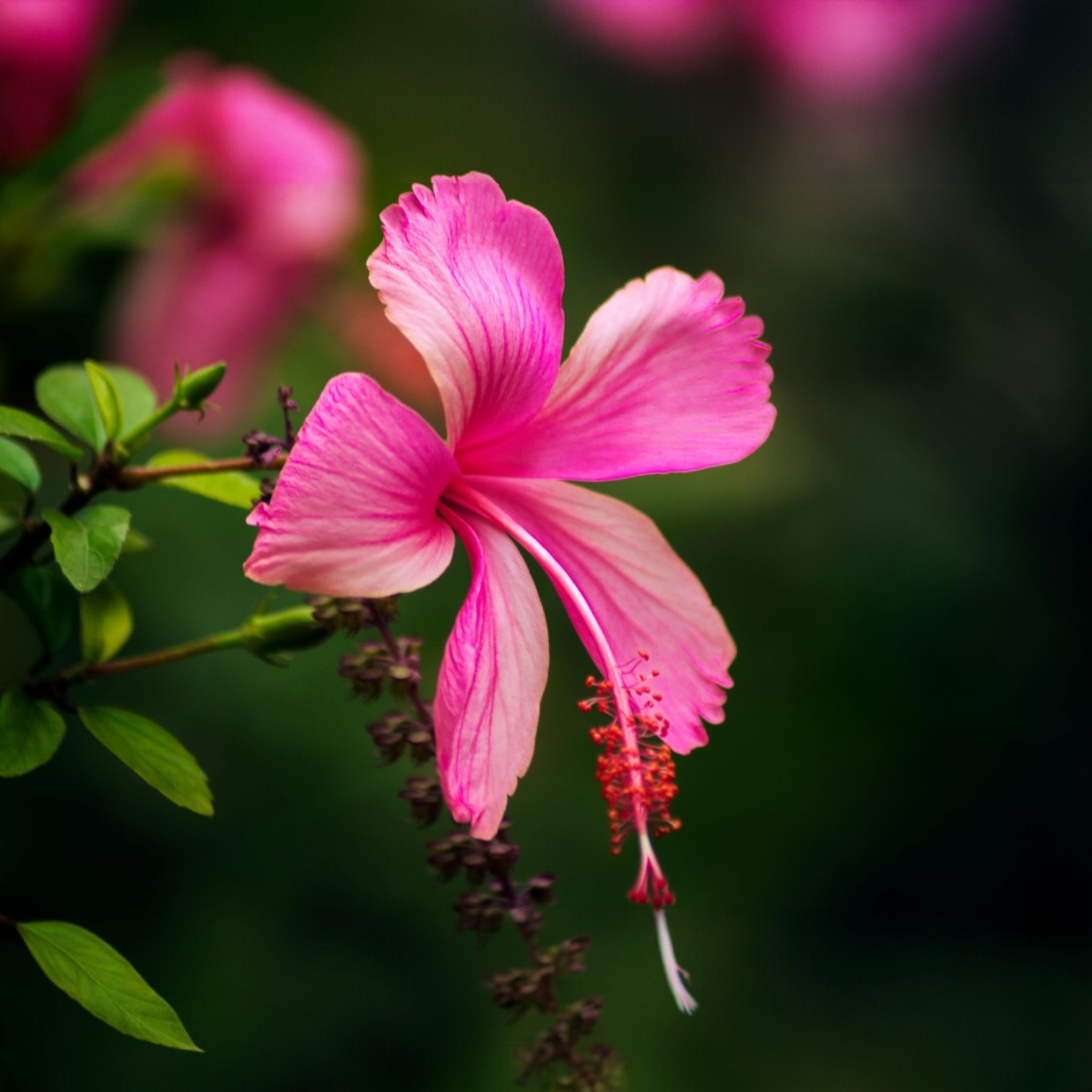 Pink Colour Hibiscus/Gudhal/Jasut/Joba/Jasuva Flower Live Plant for Home and Office Garden